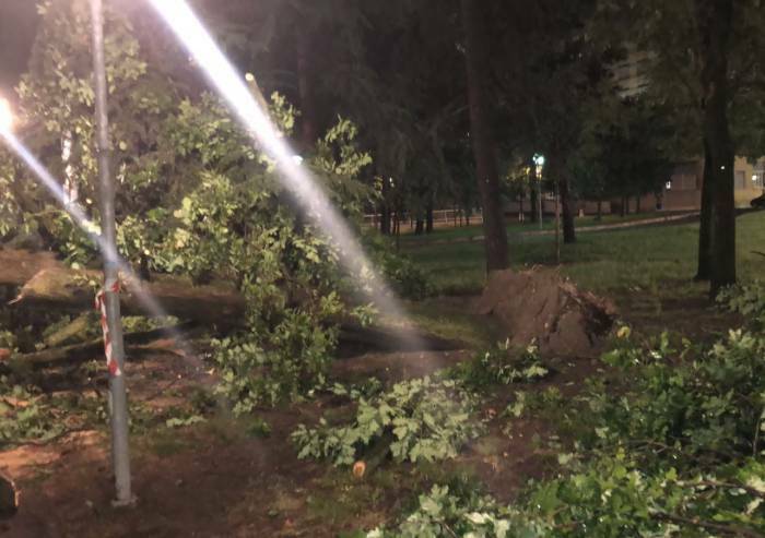 Maltempo a Modena, crolla albero nel parcheggio del Policlinico