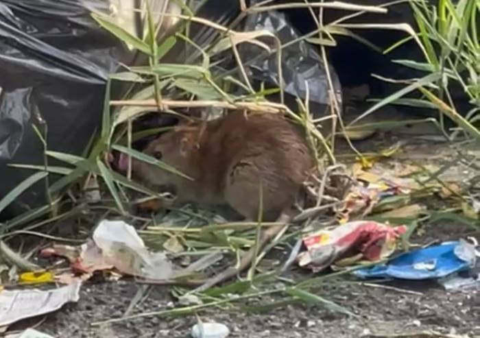 'Ratti e uccelli tra i rifiuti, davanti alle scuole materne situazione immonda'
