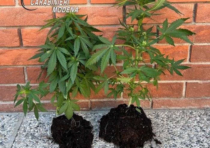 Maranello, coltiva marijuana in balcone: denunciato