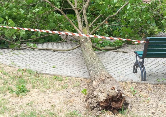 Carpi, albero crolla in piazzale della Repubblica