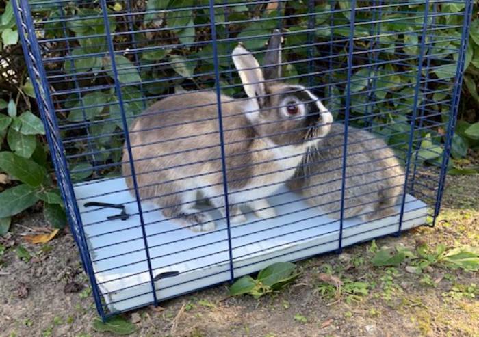 Modena, trasferire coniglietti del parco XXII aprile costa 15mila euro