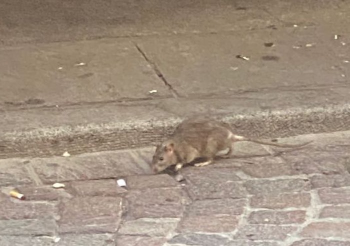 Caos rifiuti, ora i topi camminano tra i tavolini del centro di Modena