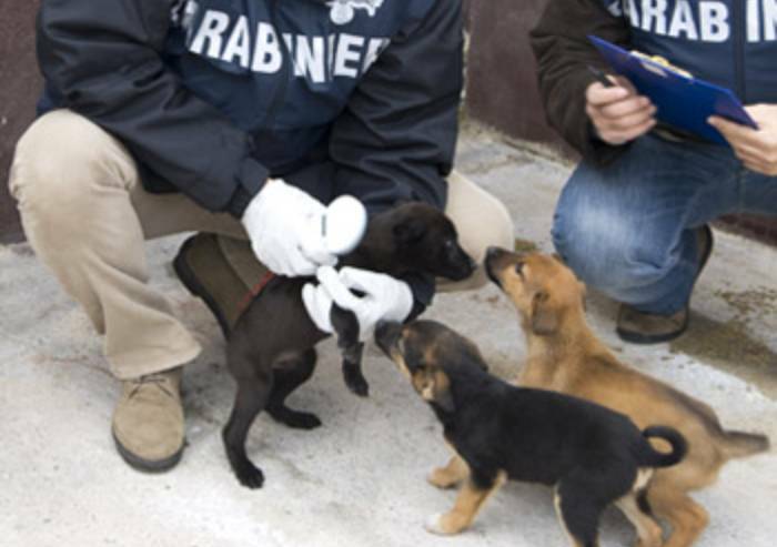 Castelfranco, vendeva cibo per cani e gatti scaduto: sequestrati 39 chili di alimenti