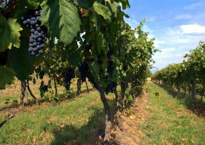 Vendemmia al via: resiste l'Emilia, in Romagna produzione a picco, ma a fare paura è l'UE