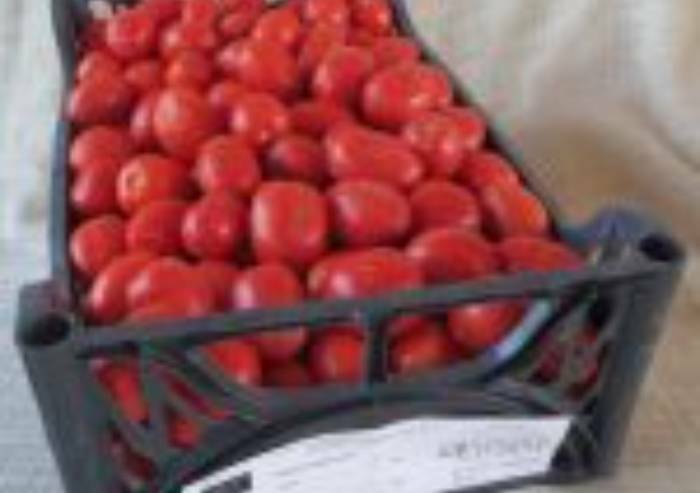 Pomodori da conserva: la produzione bassa favorisce la concorrenza cinese