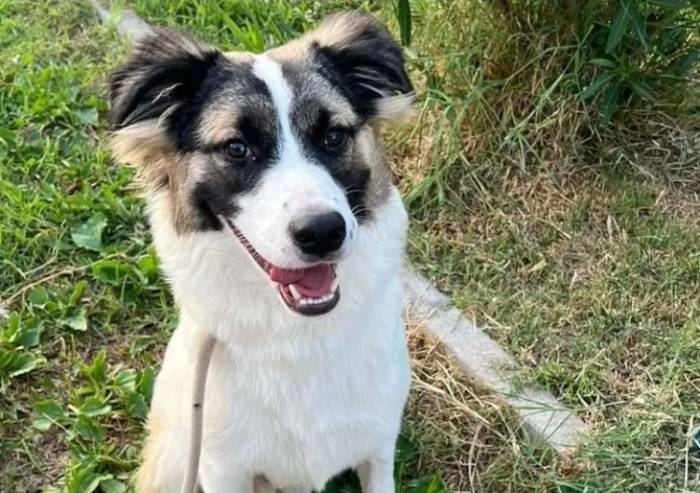 Cani e gatti adottati e restituiti: negli ultimi mesi altri 40 casi a Modena