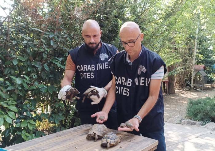 Modena, sequestrati 30 esemplari di tartarughe di terra