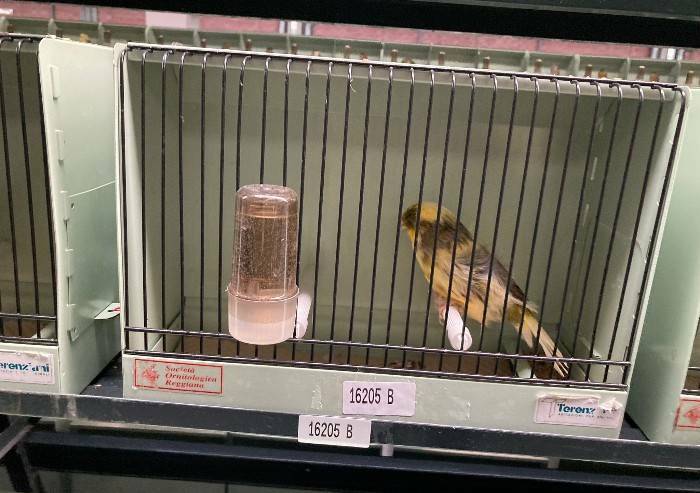 'Mostra ornitologica: fermare l'attacco contro i detentori di animali'