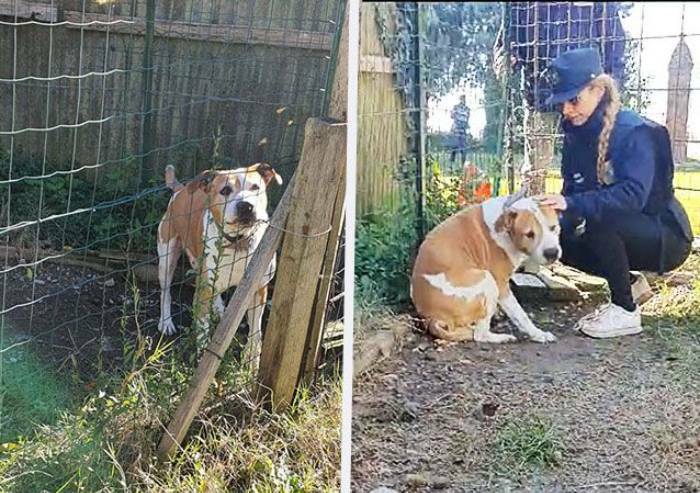 Sequestrato da Oipa cane disabile rinchiuso H24: denunciato il proprietario