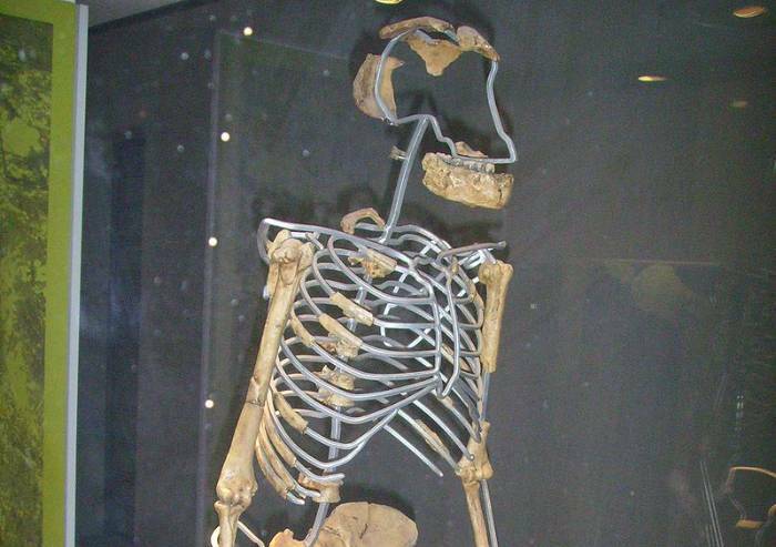 Scoperta Lucy, l'Australopithecus più antico: era il 30 novembre 1974