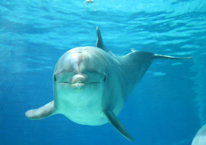 Riccione: morta a 59 anni la delfina Pelè, tra le più anziane al mondo