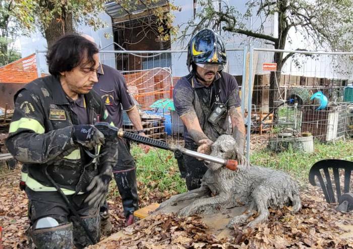 Modena, vigili del fuoco salvano un setter imprigionato nel fango