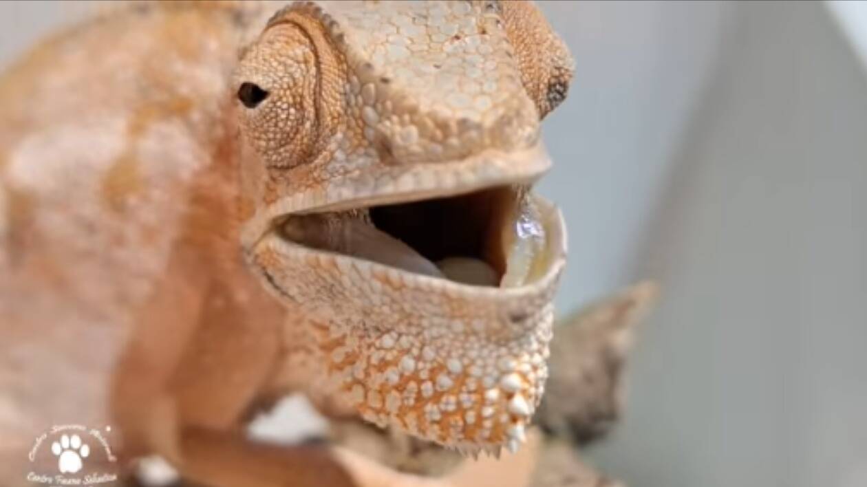 Carpi, un camaleonte tra le corsie di un supermercato: salvato