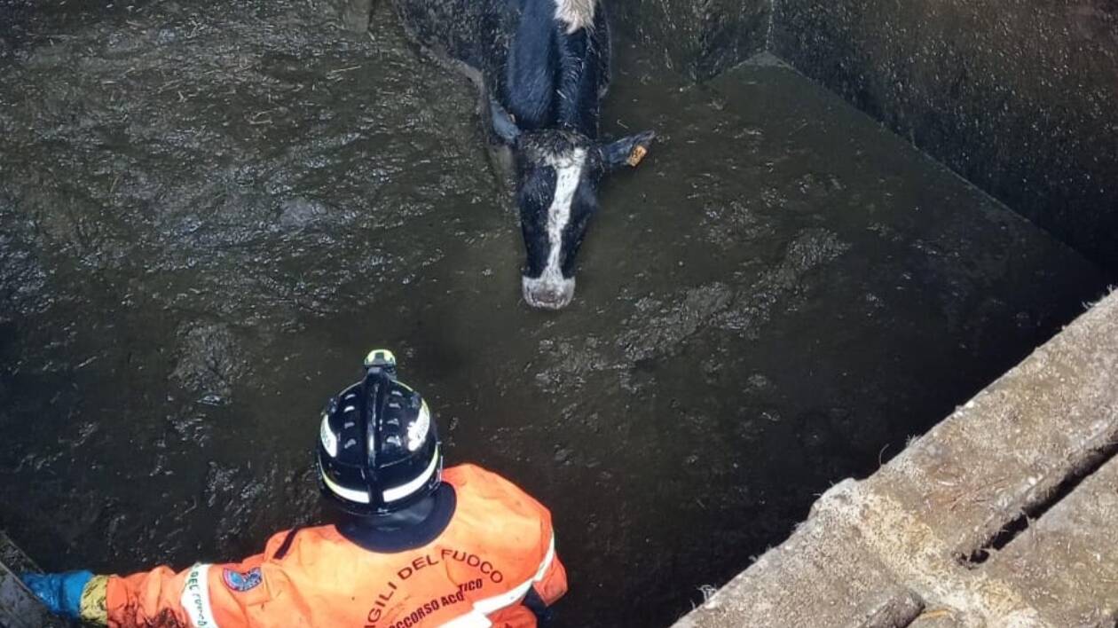 Montale, cinque mucche precipitano nelle vasche del liquame: salvate