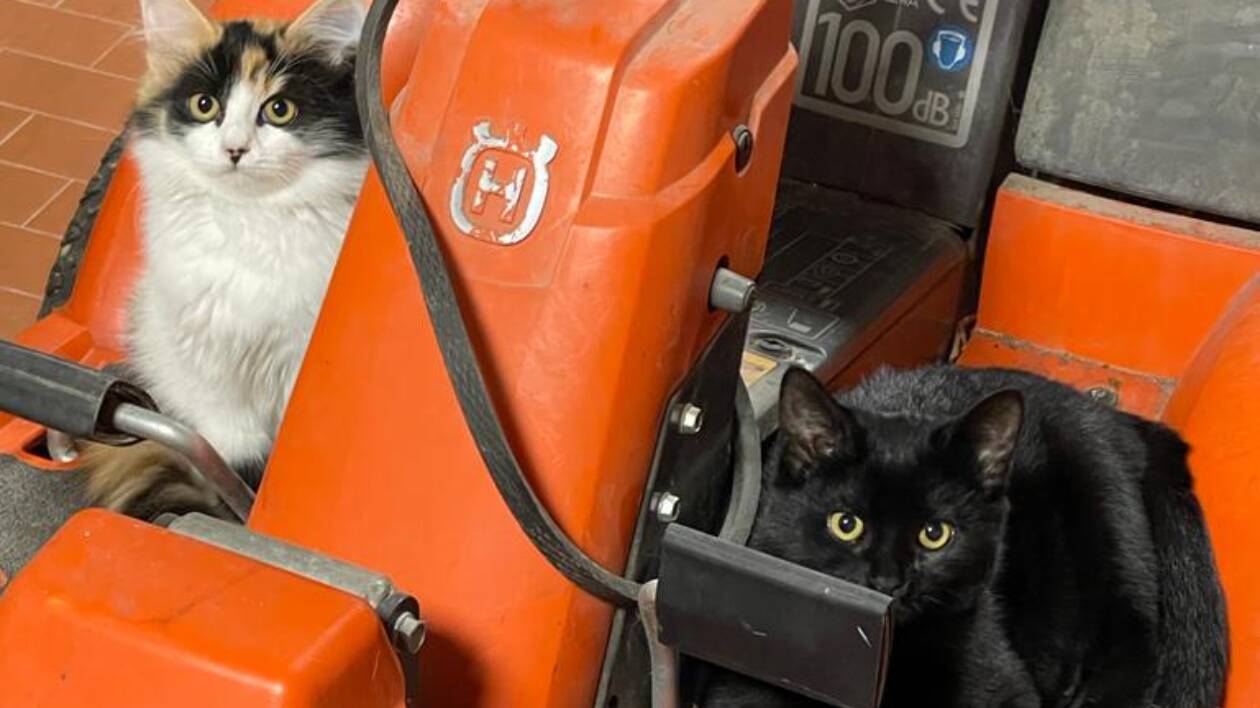 Gattini lanciati da auto nell'Aretino: uno si salva