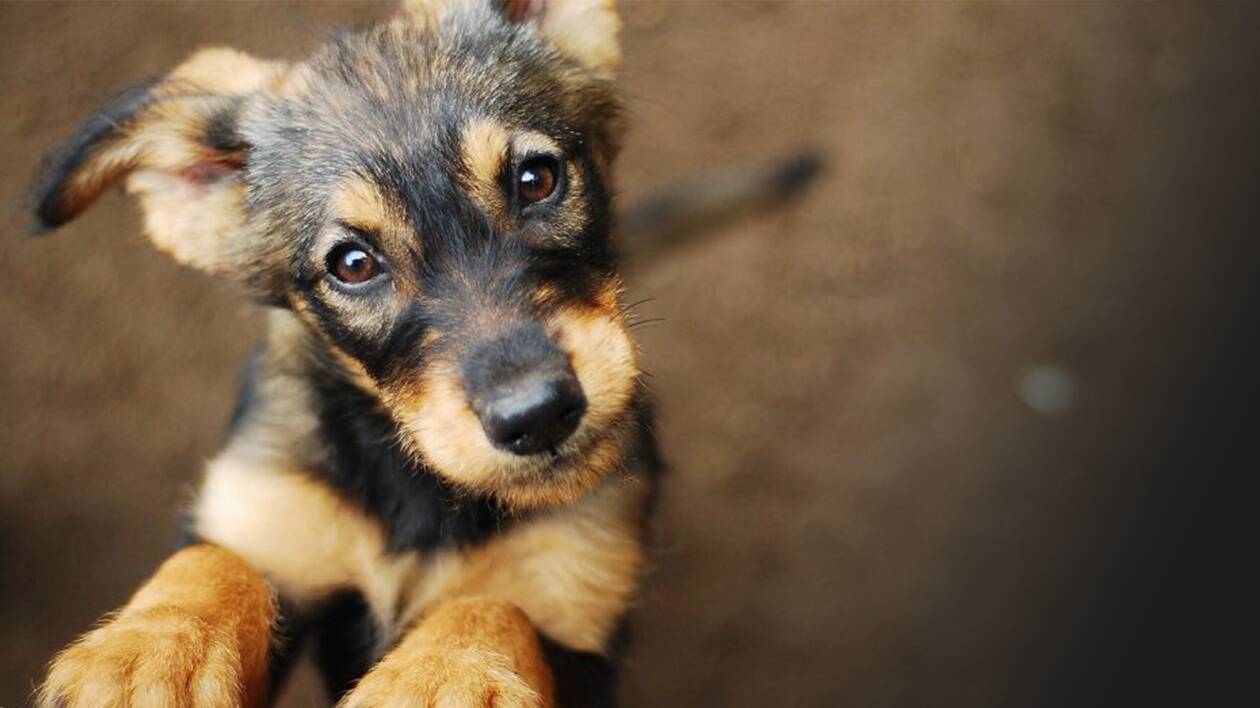 Modena, cani addestrati per il sostegno di pazienti con crisi epilettiche