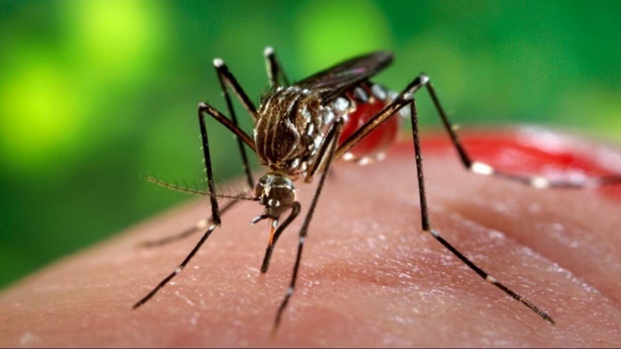 Chikungunya a Modena, nuovo caso: al via disinfestazioni