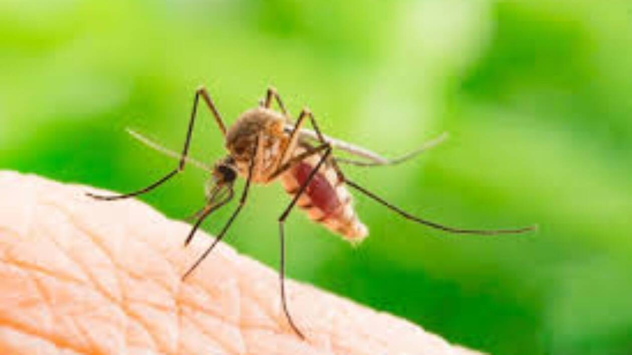 Chikungunya a Carpi, nuova disinfestazione in aree verdi private in via Nitti