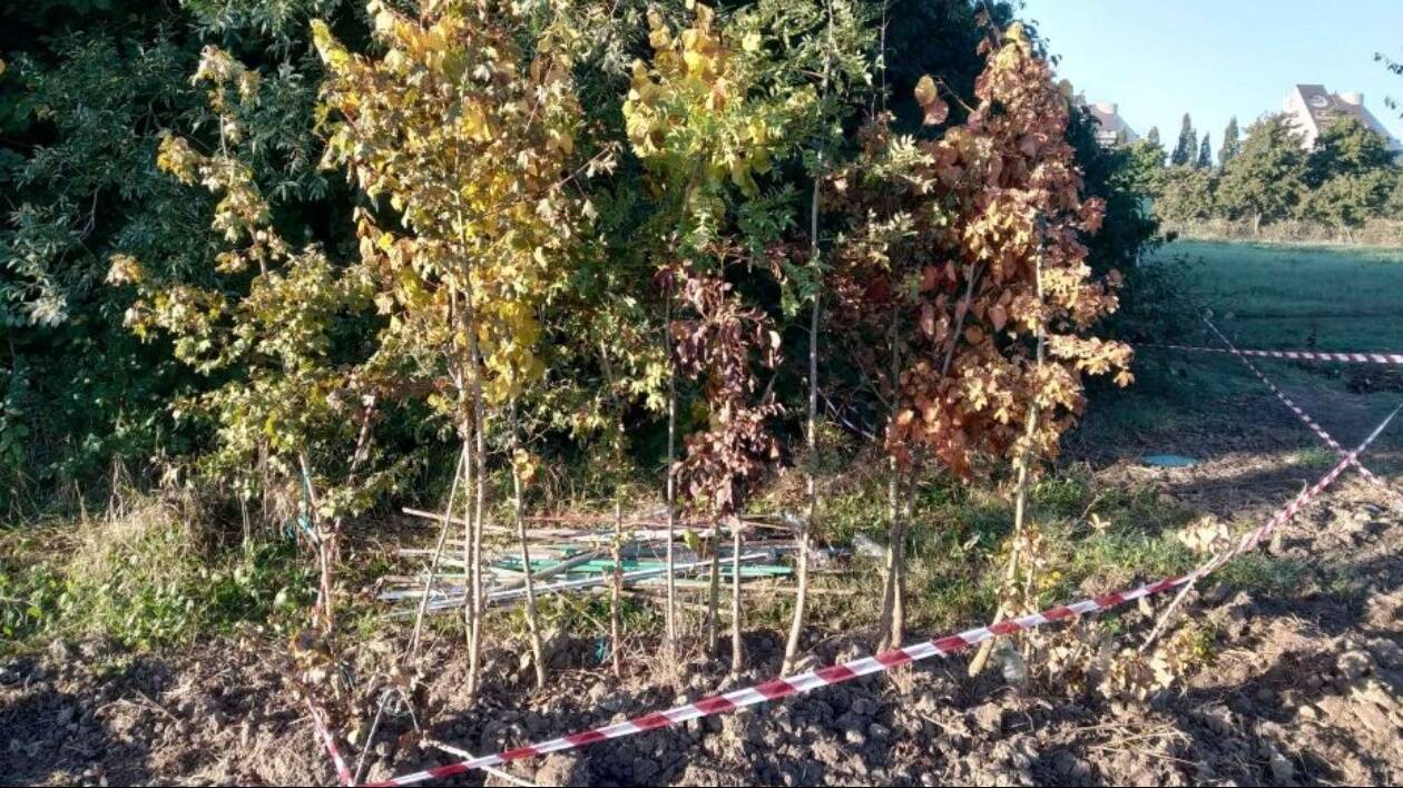 Parco Resistenza a Modena, alberi appena messi a dimora dai volontari 'fatti fuori' per piantare i 'bimbalberi'
