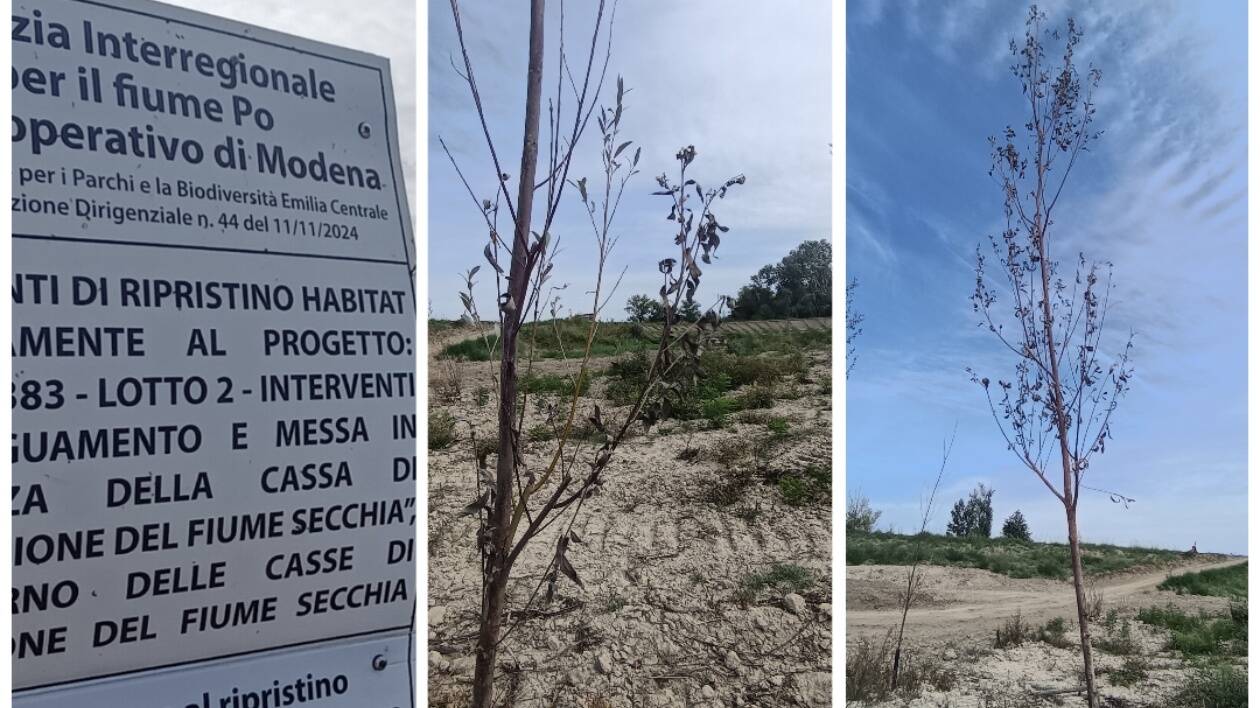 Cassa Espansione Secchia, strage di nuovi alberelli piantati dove c'era il bosco tagliato per sbaglio