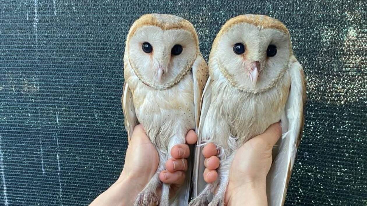 Giorno di liberazione al Pettirosso, Milani: 'Col nuovo Ddl a rischio tutta la fauna'