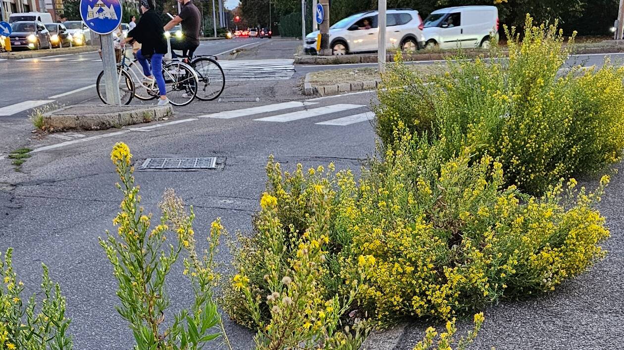 Modena, il verde dove non ti aspetti... Macchè degrado è antropologia visiva
