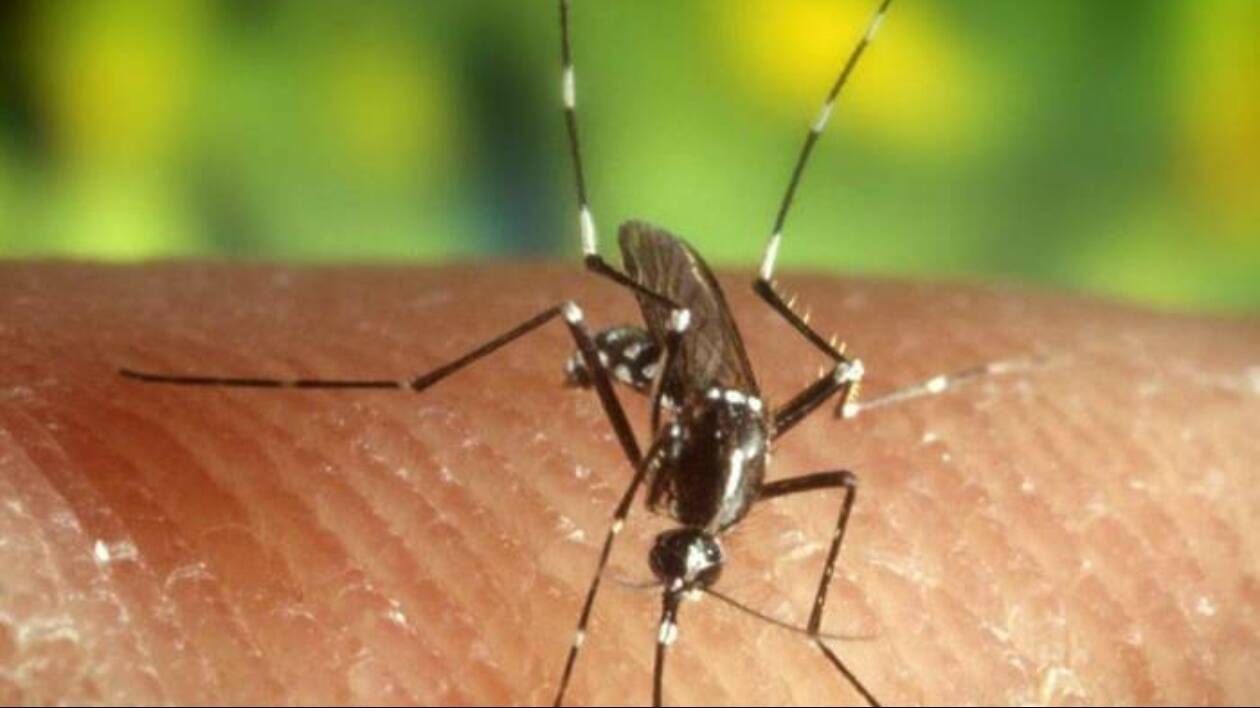 Carpi, temperature in calo: si sospendono i trattamenti per la Chikungunya
