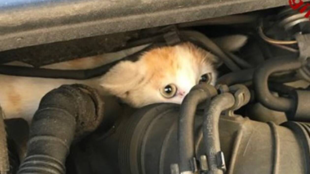 Scopre e adotta il gattino incastrato nel motore dell'auto
