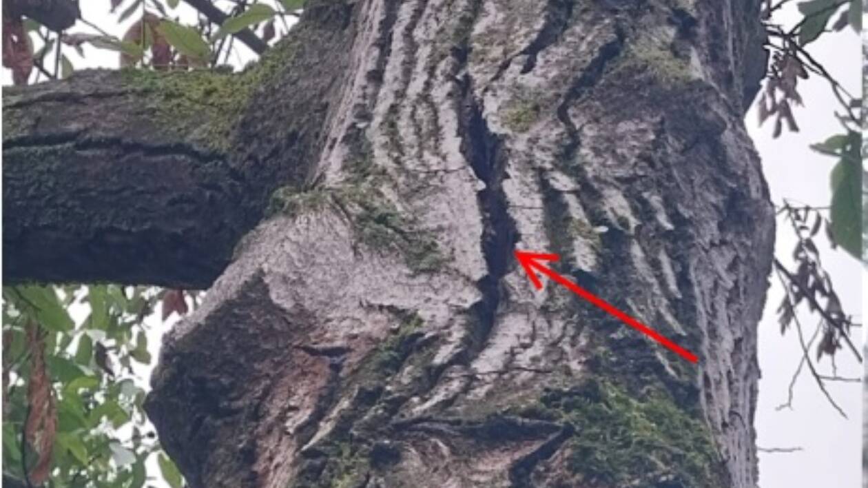 Rimozione di due alberi in via Magazzeno a Carpi: 'Sono a rischio schianto'