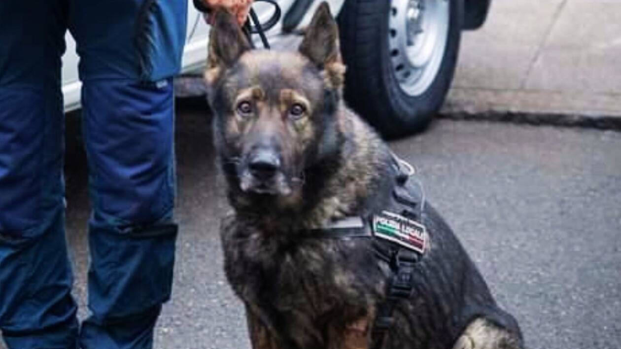 Polizia locale di Carpi, Righi annuncia l'arrivo di un cane antidroga
