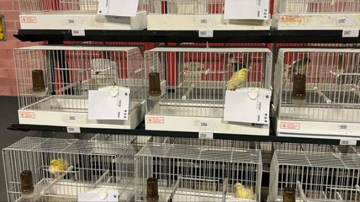 Torna la mostra mercato ornitologica: 200mila esemplari in fiera
