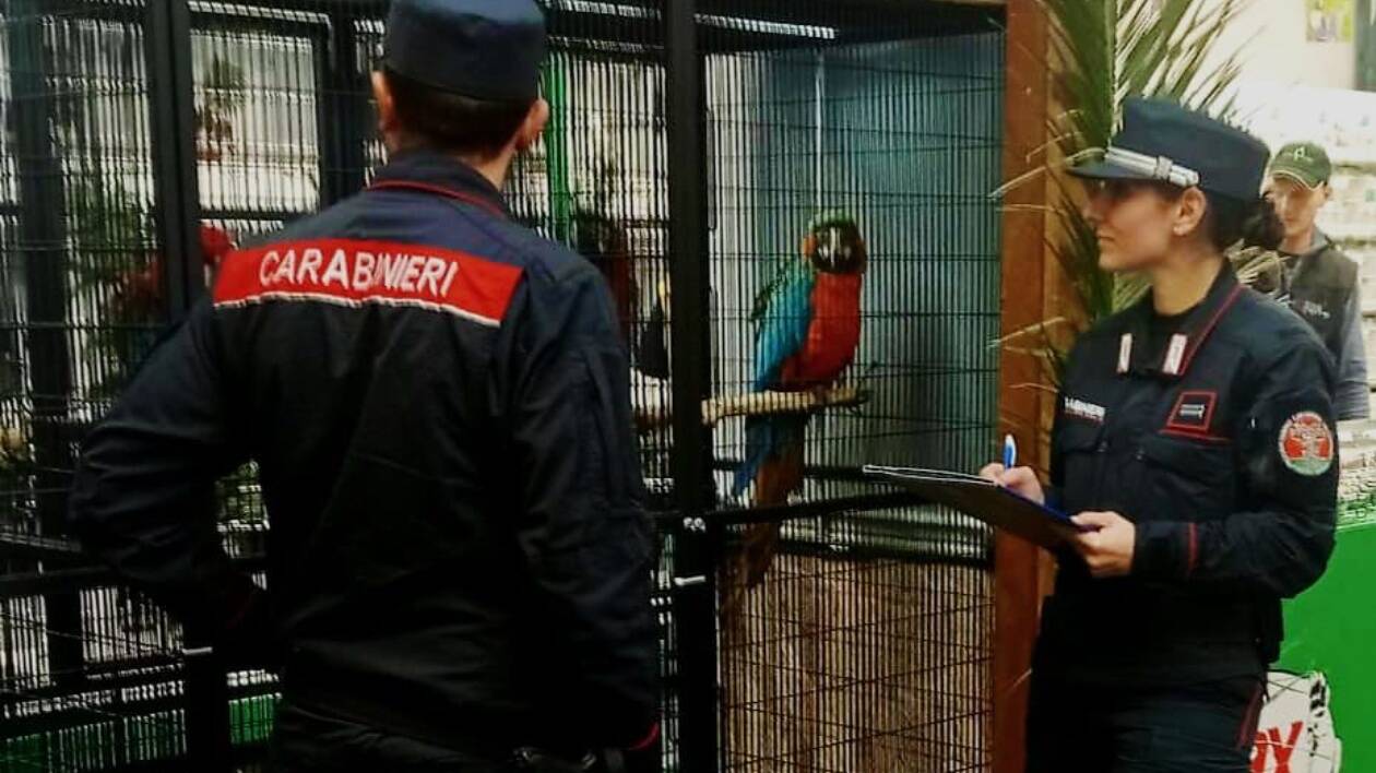 Modena Fiere, controlli alla fiera ornitologica: due animali sequestrati