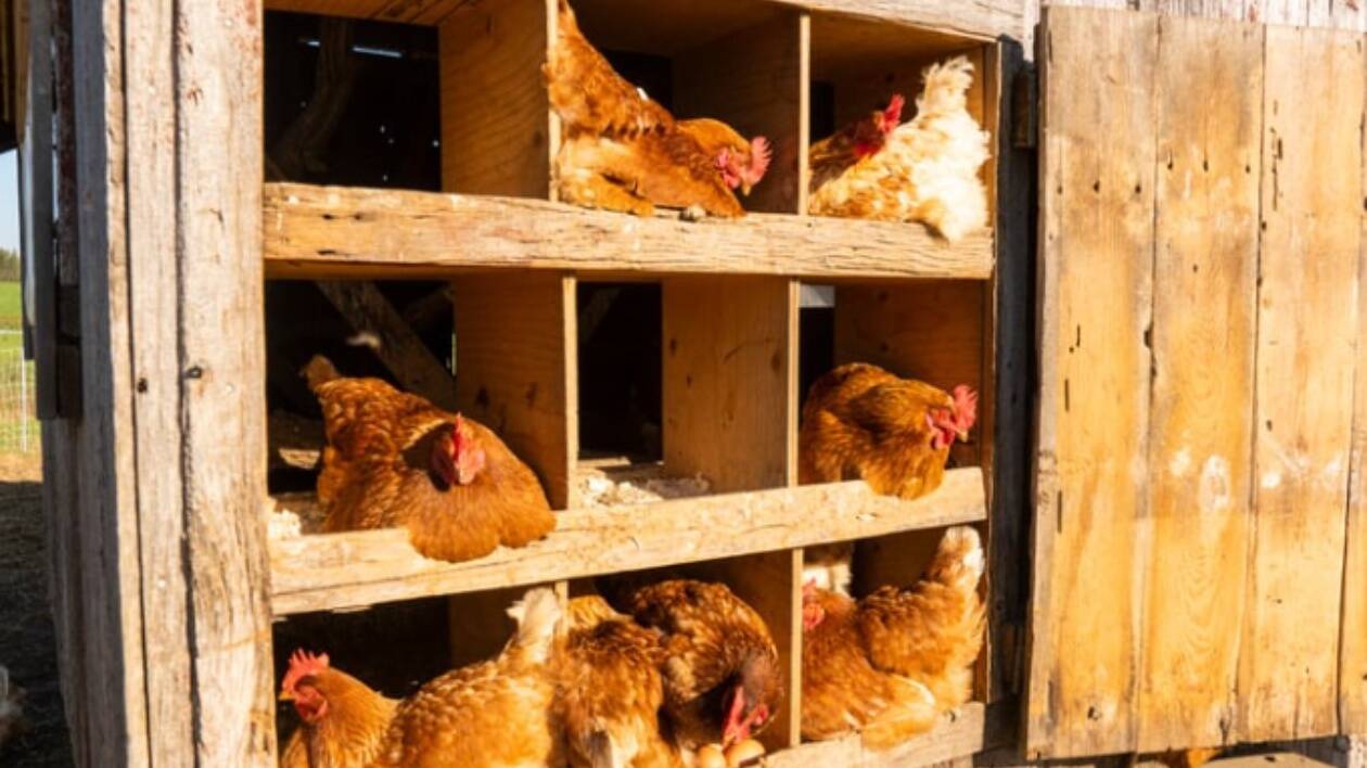 USA, primo caso umano al mondo di influenza aviaria H5N5: confermato dall’Oms il decesso del paziente