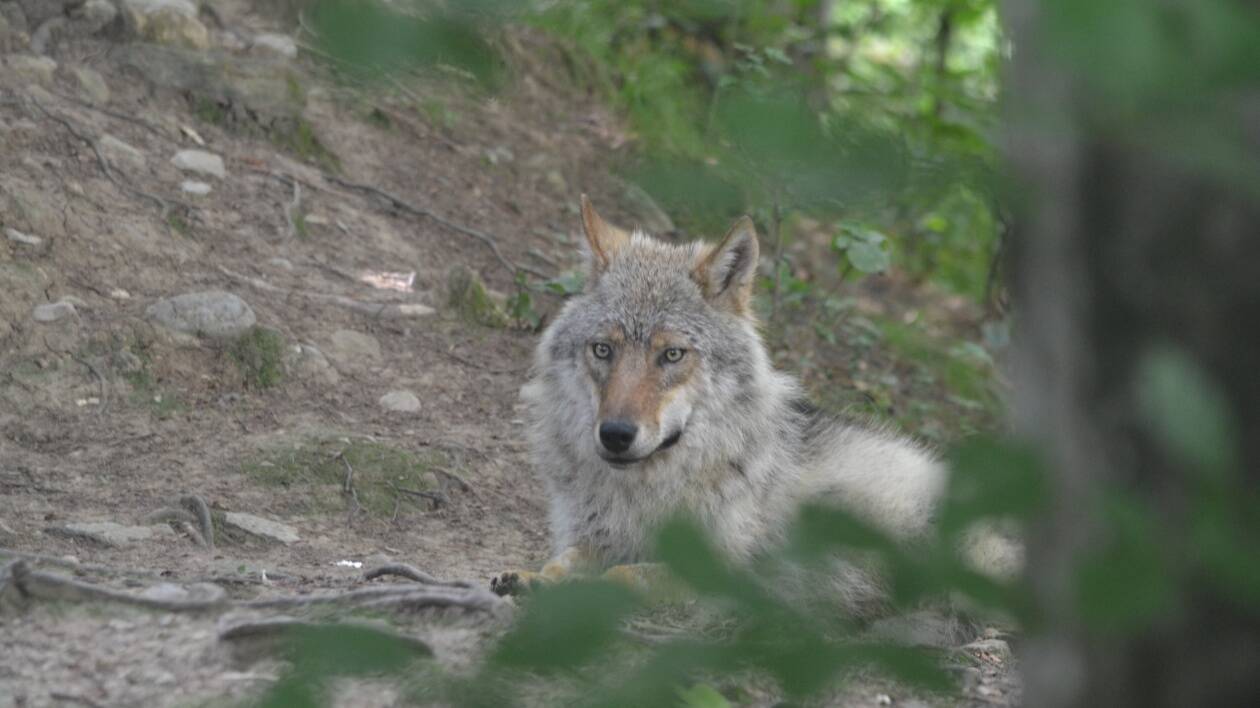 Lupi ed esseri umani: una convivenza è possibile