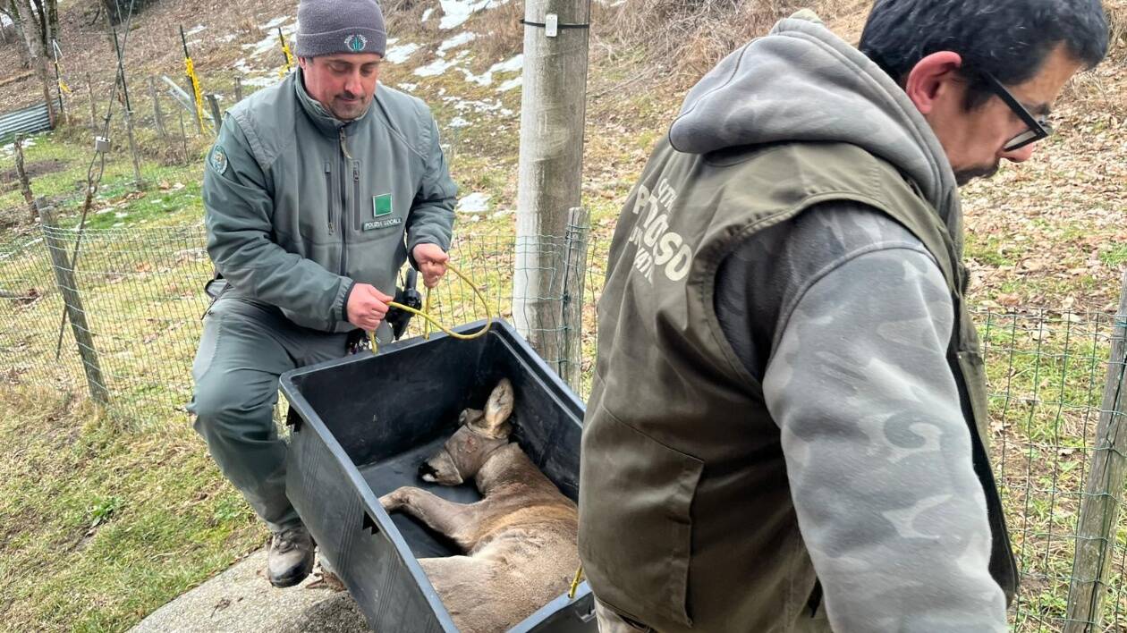 Capriolo ucciso da un cane libero a Piandelagotti: 'Altro che lupi...'
