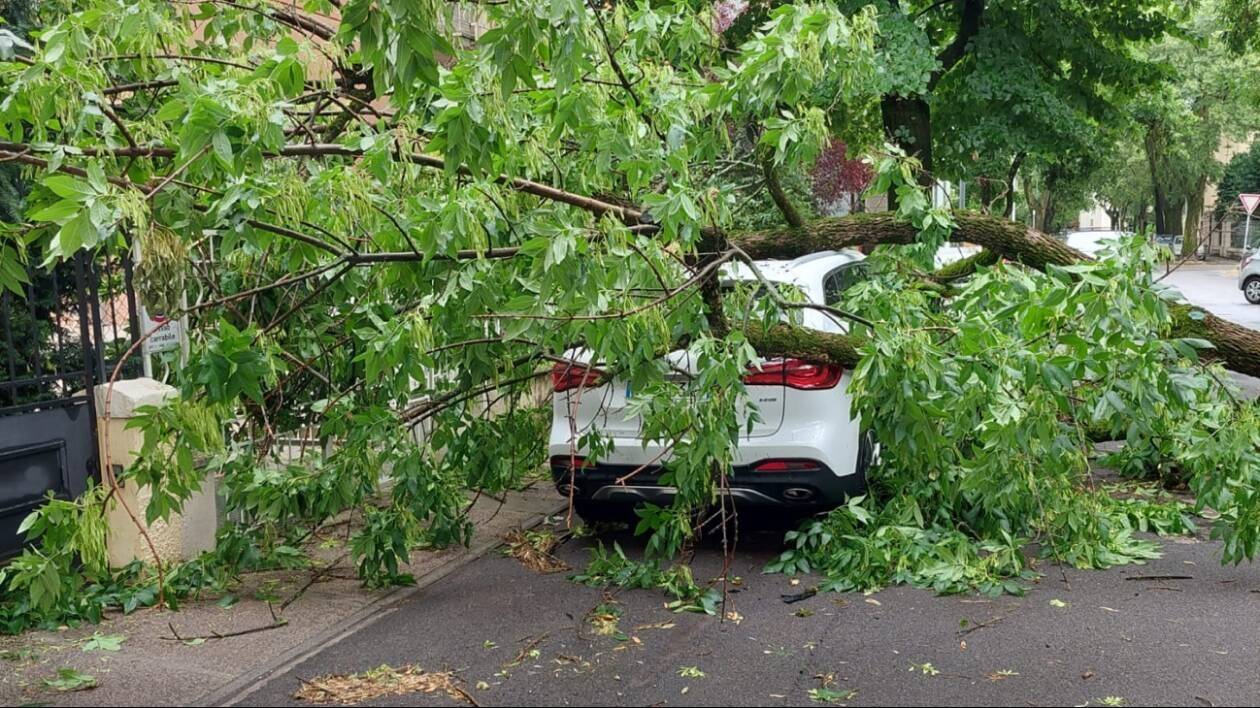 'Modena, alberi via Vedriani: rischio conosciuto, ma non si muove una foglia'