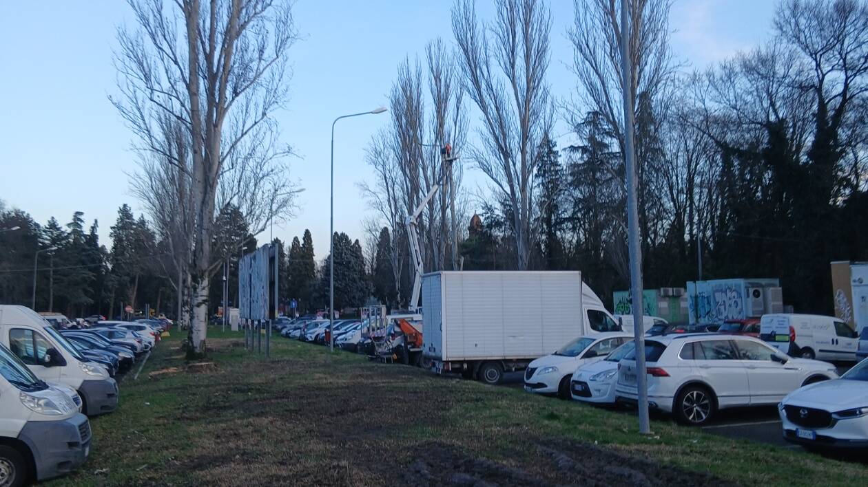 Carpi, tagli di alberi indiscriminati: chi controlla?