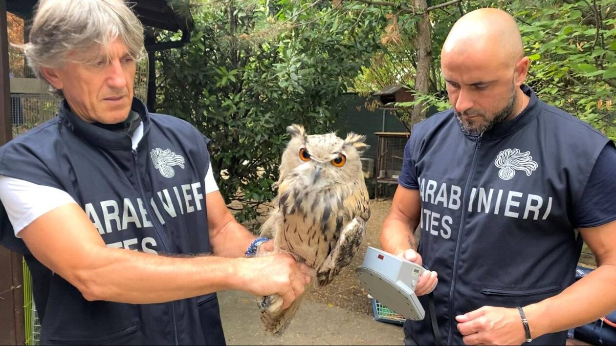 Giornata Mondiale Fauna Selvatica: legalità e tutela dell’ambiente al centro dell’azione dei Carabinieri Forestali