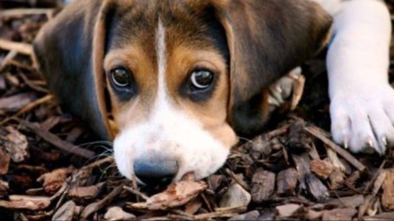 Modena, in casa tra degrado e sporcizia: salvati cinque cani