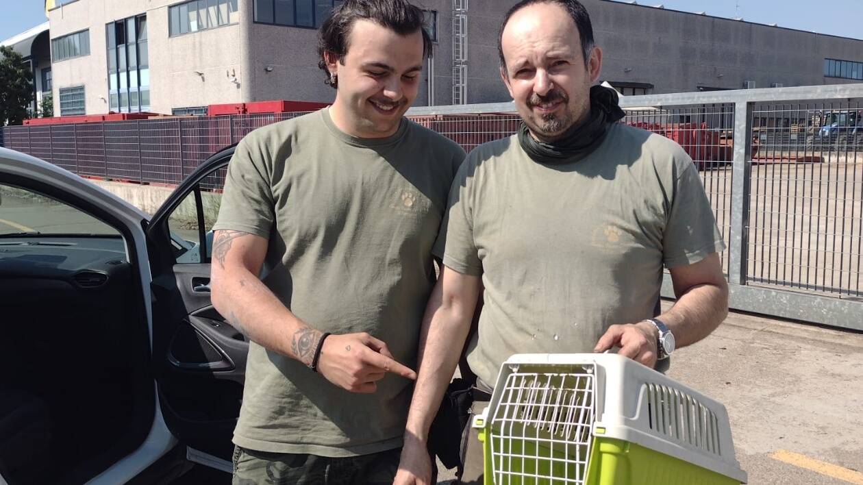 Modena, anatroccoli incastrati nei tubi da cantiere: la mamma li sorveglia fino al salvataggio del Pettirosso