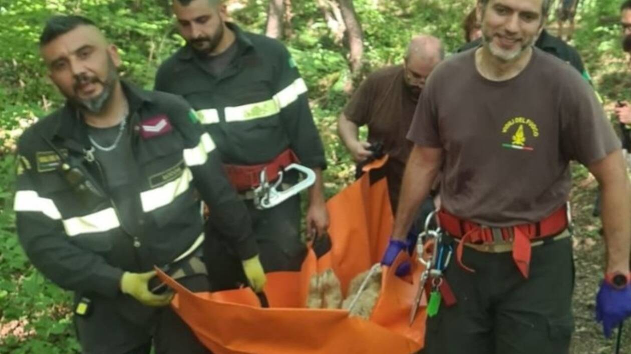 Guiglia, vigili del fuoco salvano una pecora ferita