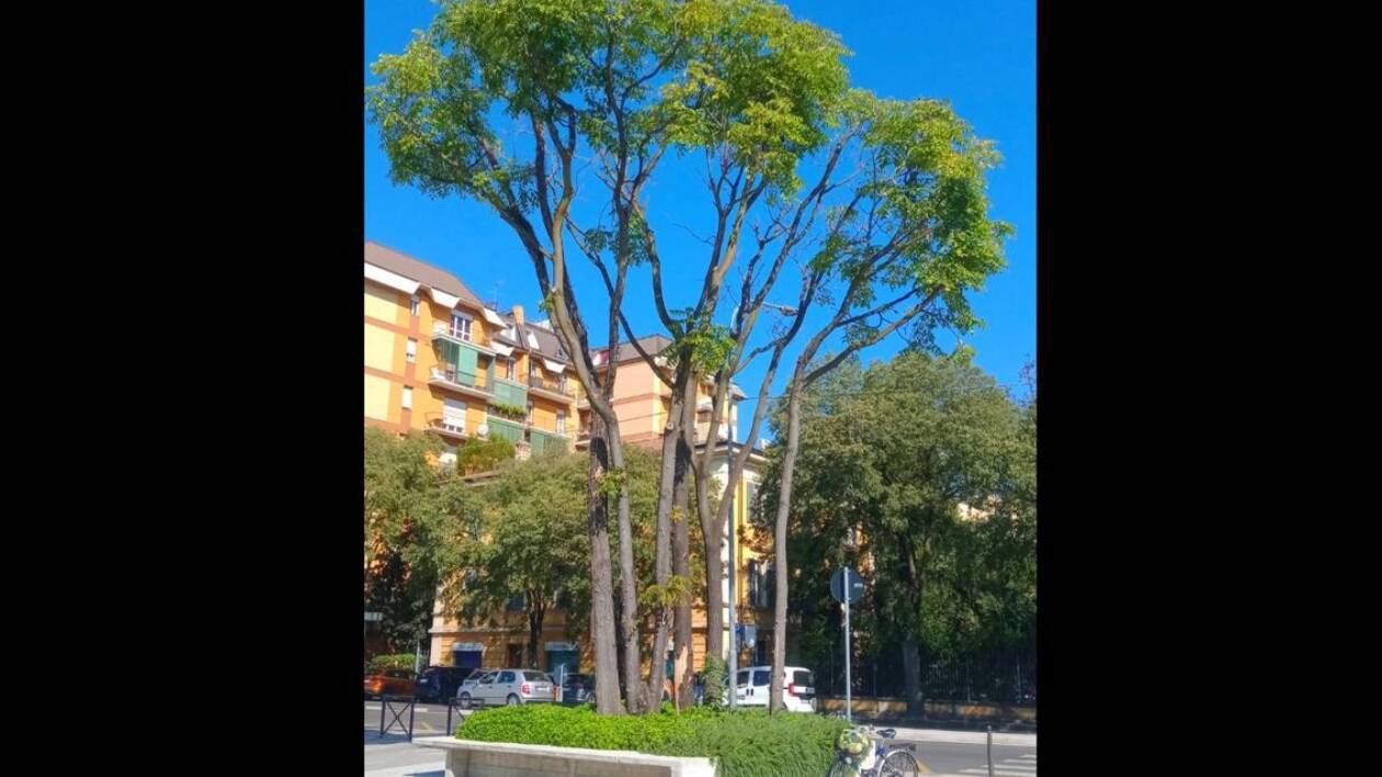 Via Sigonio, si abbattono 4 grandi alberi. Il Comitato di cittadini: 'Da due anni segnaliamo senza risposta'