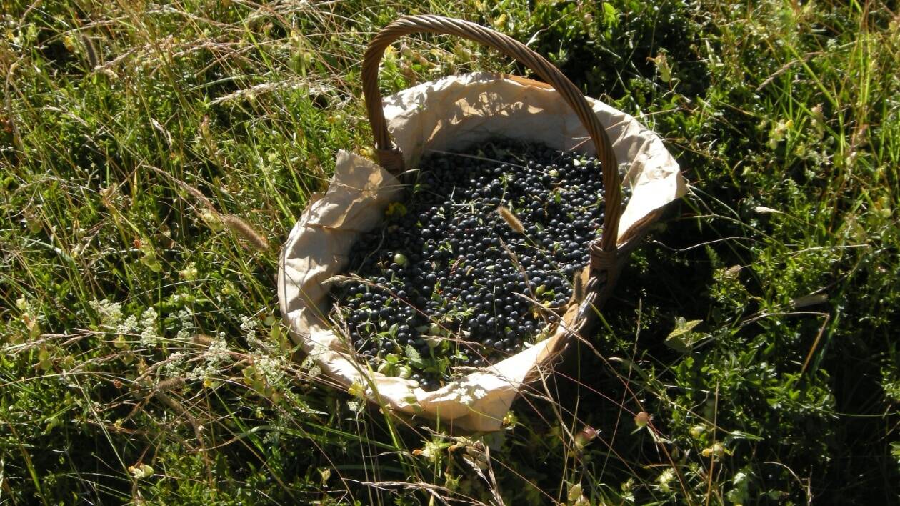 Parco del Frignano, al via la raccolta dei mirtilli: prime sanzioni