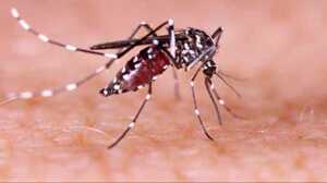 https://www.lapressa.it/articles/080954/dengue-modena-castelvetro-TN.jpg