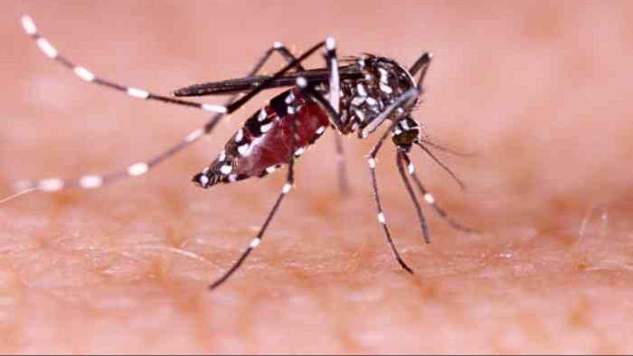 Castelvetro, primo caso di Dengue in provincia di Modena