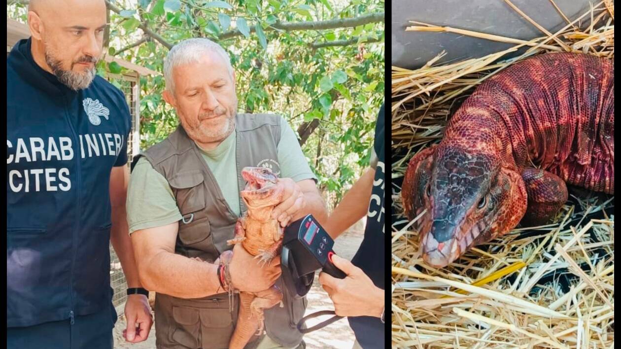 Nonantola, catturato un Tegu Argentino Rosso: sequestrato dai carabinieri