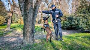 https://www.lapressa.it/articles/081406/pit-lotus-cane-polizia-locale-unit-cinofila-pl-TN.jpg