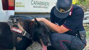 https://www.lapressa.it/articles/081438/esche-avvelenate-anti-veleno-sestola-carabinieri-TN.jpg