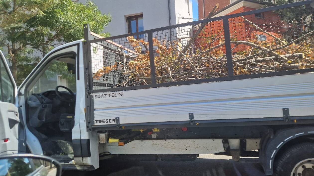 Modena, viale Medaglie d’oro: dopo le segnalazioni a La Pressa, rimossi i rami