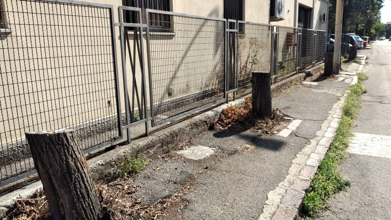 Lotta al cambiamento climatico: a Modena la soluzione è... abbattare gli alberi